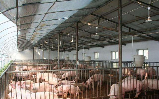 专家：非洲猪瘟发生，2019年猪周期将提前到来，请养猪人做好准备