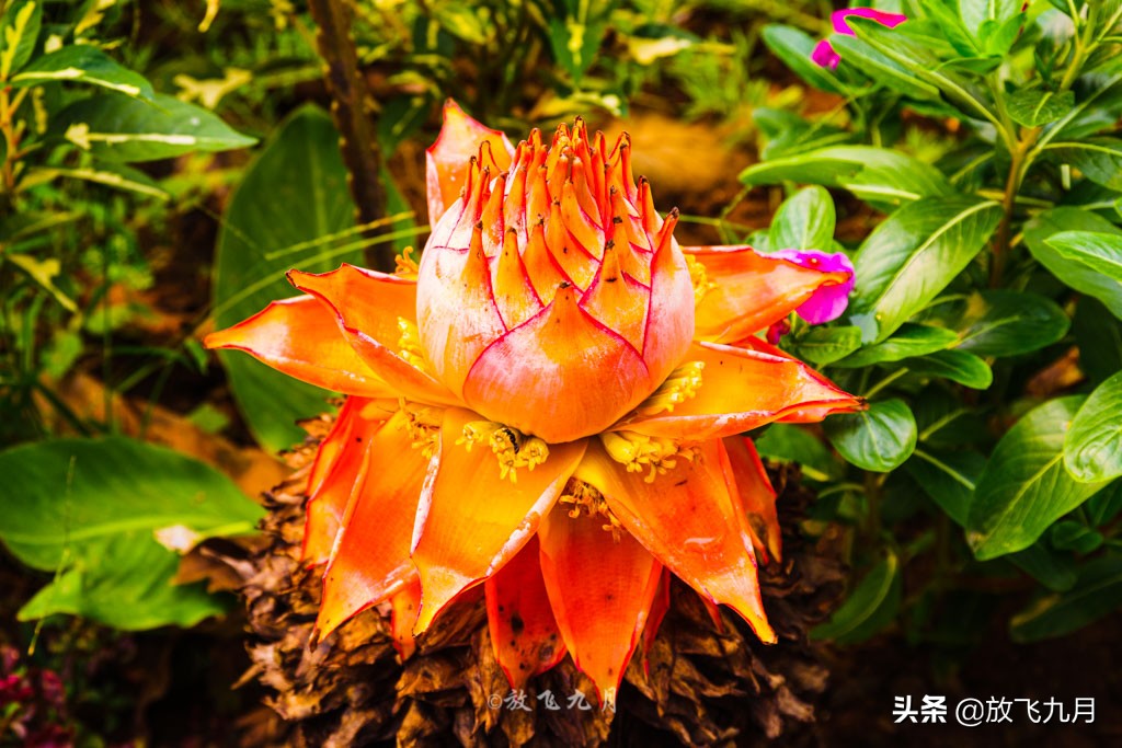 西双版纳自驾游不花钱的景区,云南西双版纳旅游攻略必去景点