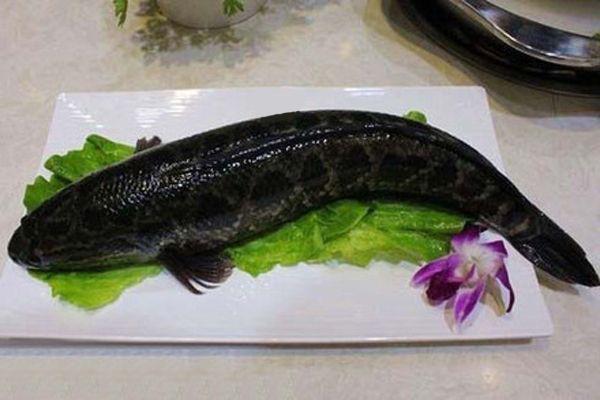 相传“七秒鱼”可以治病？