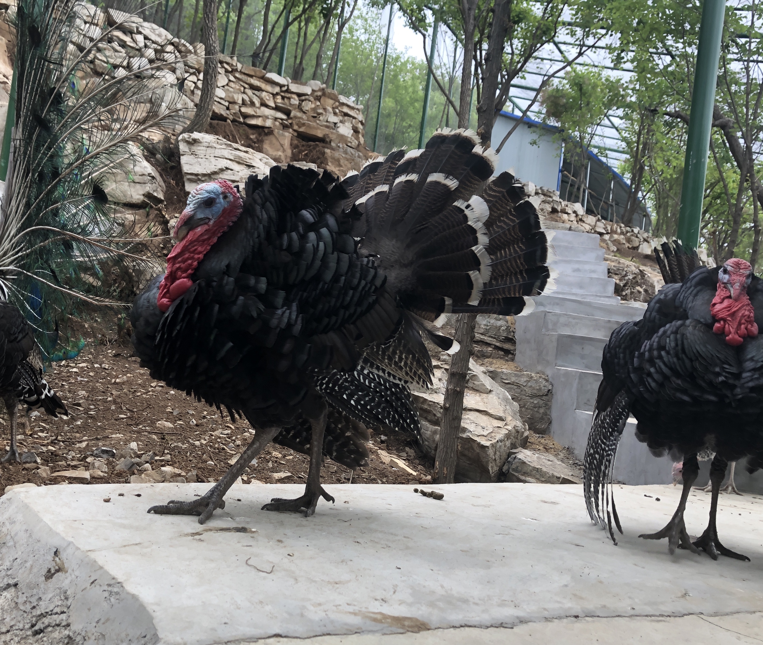 博山开元溶洞一日游,博山开元溶洞门票多少钱一个人
