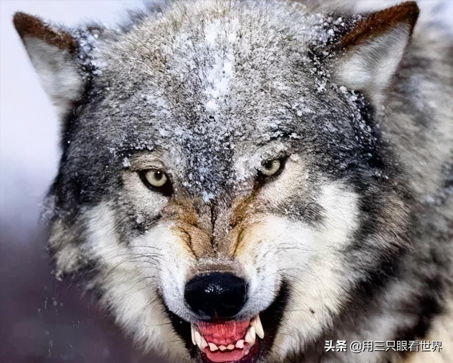 北大荒狩猎真实故事,北大荒狩猎故事全集