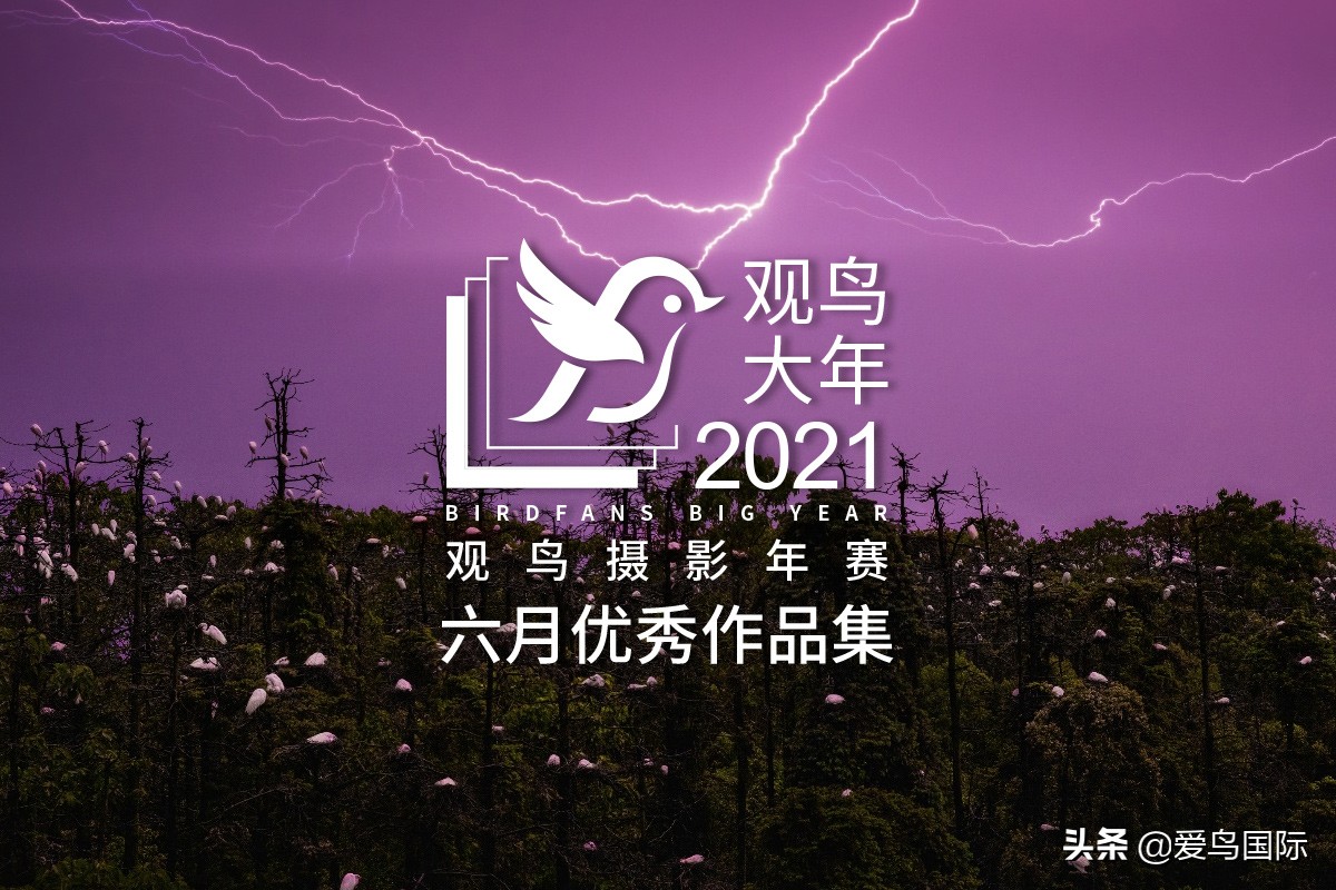 鸟类图片大全大图观赏,鸟类照片合集