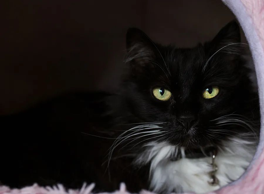 小佩饮水机3代漏电吗,小佩宠物饮水机真的有用吗