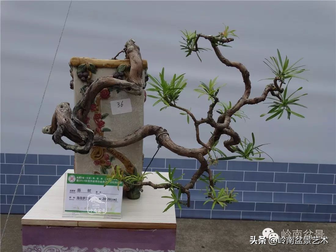 罗汉松盆景开运招财，非其莫属！清风雅韵，当之无愧！