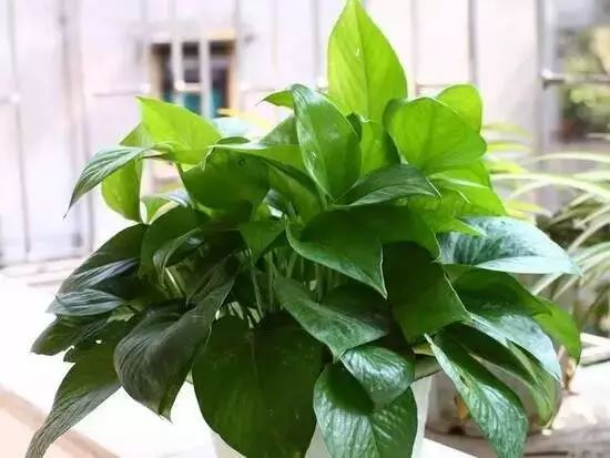 谁说绿萝知识浇浇水?很多人都养错了,绿萝应该这么养