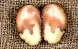 马铃薯豆角病害图谱,马铃薯病害图谱大全