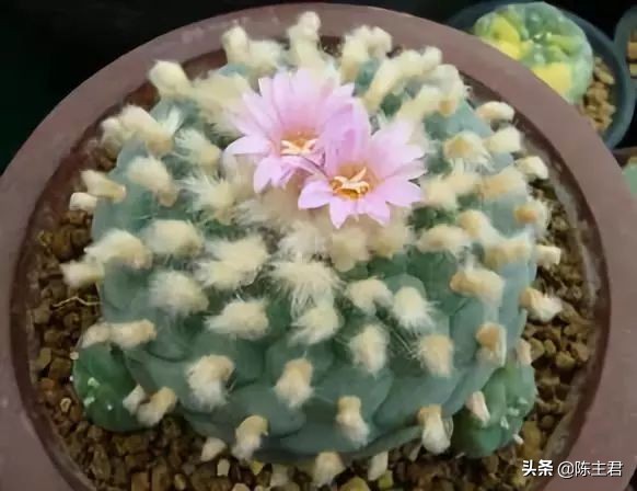 十大最贵法师多肉排行榜,玉露多肉最贵多少钱一棵