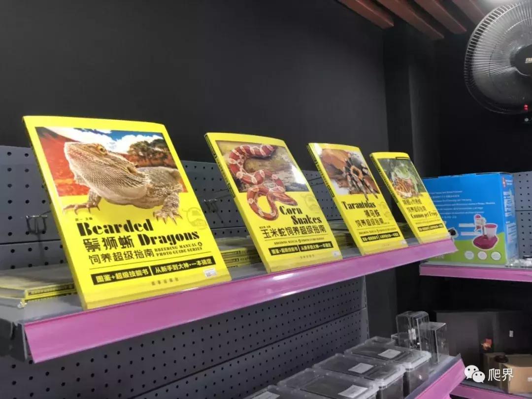 湛江爬宠店,深圳爬宠店在哪里