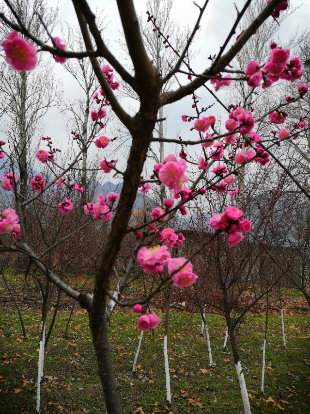 疫情时期的奇怪现象,疫情期间奇怪天气现象