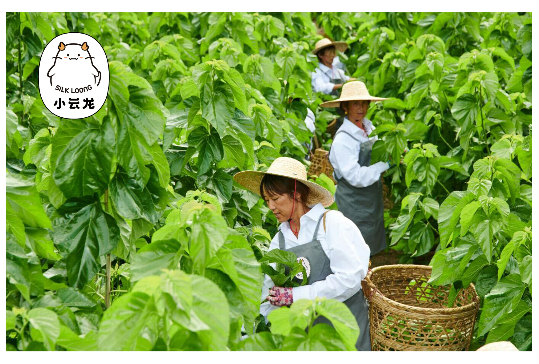 小云龙为您讲解桑园与24节气（冬季）