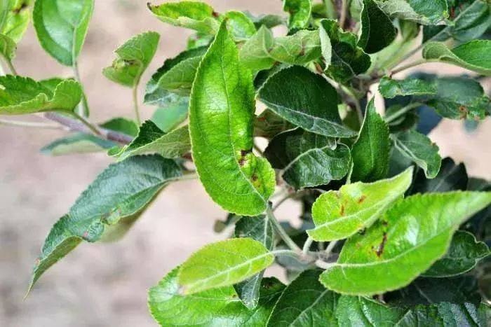 苹果树泡斑病怎么治疗,苹果褐斑病的症状和防治方法
