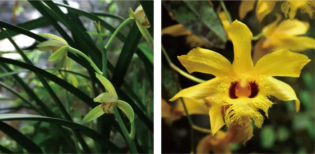 天价兰花成交,昂贵的野生兰花