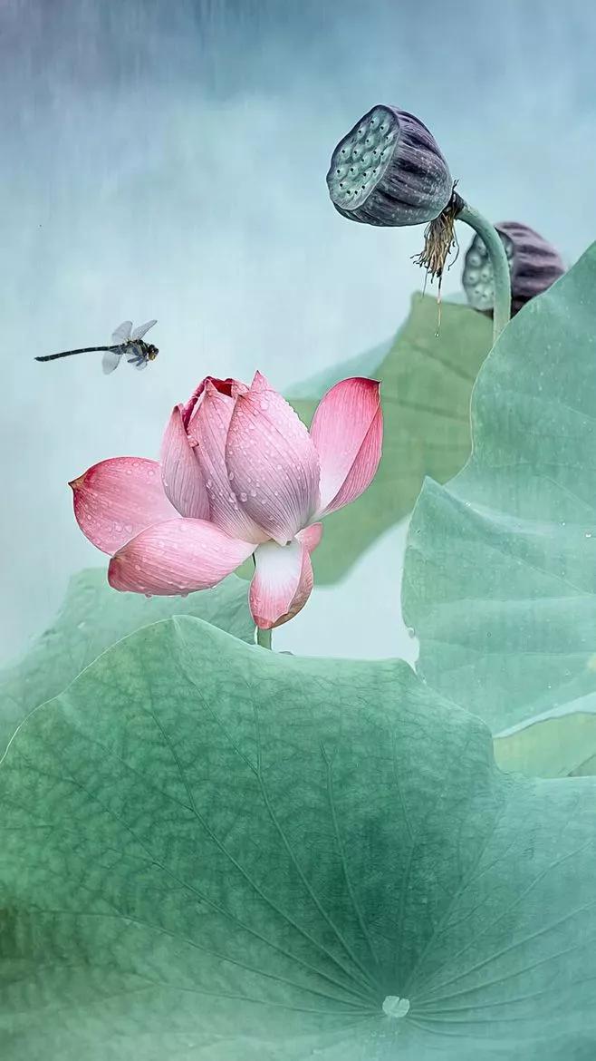 诗词中的夏天，名字好美