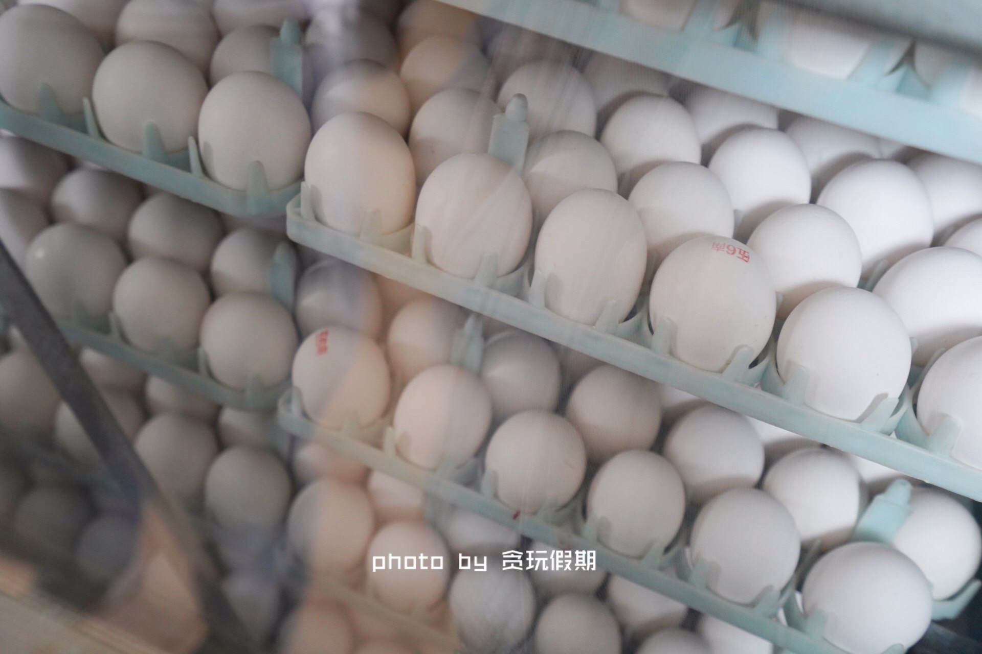 春节玩转西山温泉乐园,徐水大午农业观光园有什么好玩的