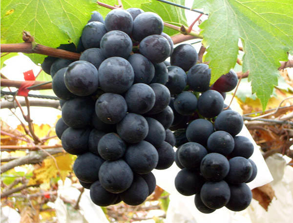 葡萄树苗发芽慢如何快一点生长,葡萄小树苗发芽的叶子怎么样呢