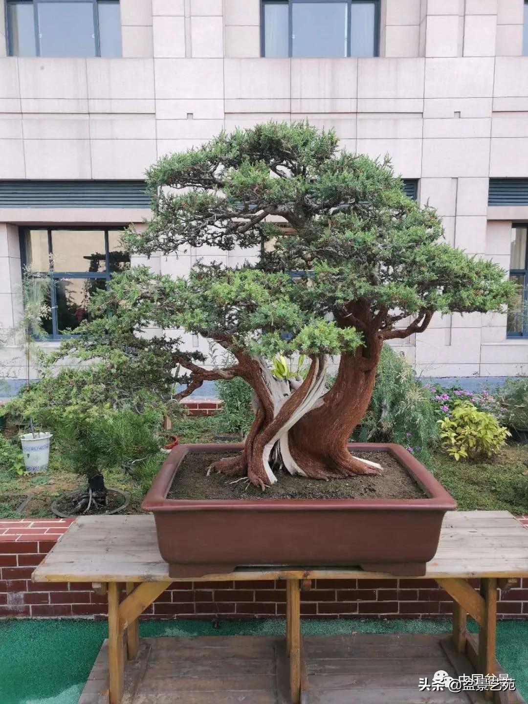 涓浗钁楀悕鐩嗘櫙澶у笀绮惧搧鐩嗘櫙,鐩嗘櫙鑹烘湳瀹跺拰鐩嗘櫙鑹烘湳澶у笀