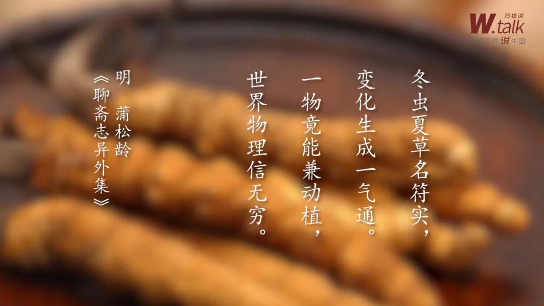 虫草是怎么变成虫子的,虫草实际上是一种什么药