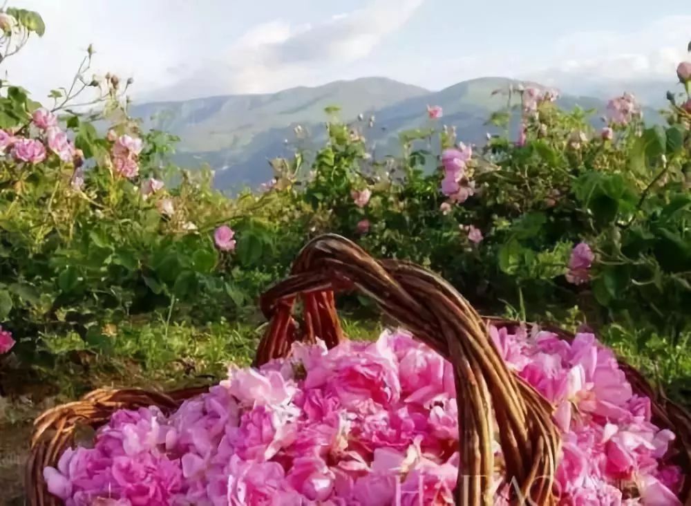 丹泽欧雅化妆品是真的吗,丹泽欧雅