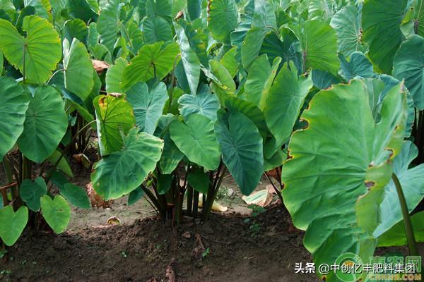 芋头的常见病有哪些,芋头高温天气时病害的防治