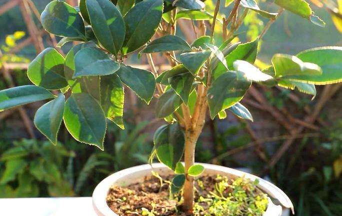 过期养花特效药怎么处理,这些药过期不要扔养花