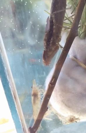 跟蜻蜓成长过程一样的昆虫,蜻蜓是夏天常见的昆虫