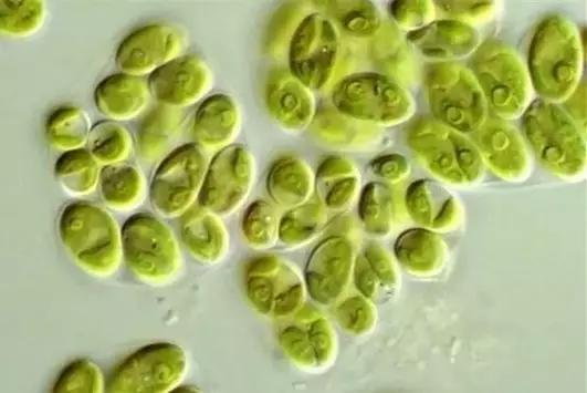 鱼类水产养殖需要哪些藻类,水产养殖显微镜下各种藻类