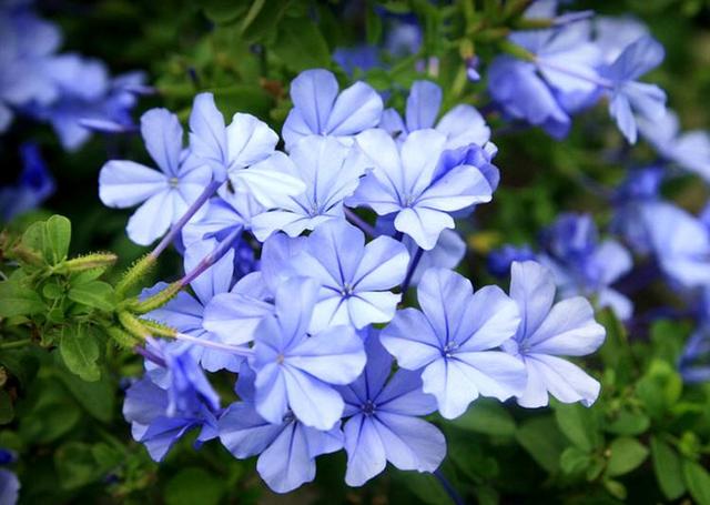 马上就是蓝雪花的花期了，想要它开花多，这几个养护技巧你要知道