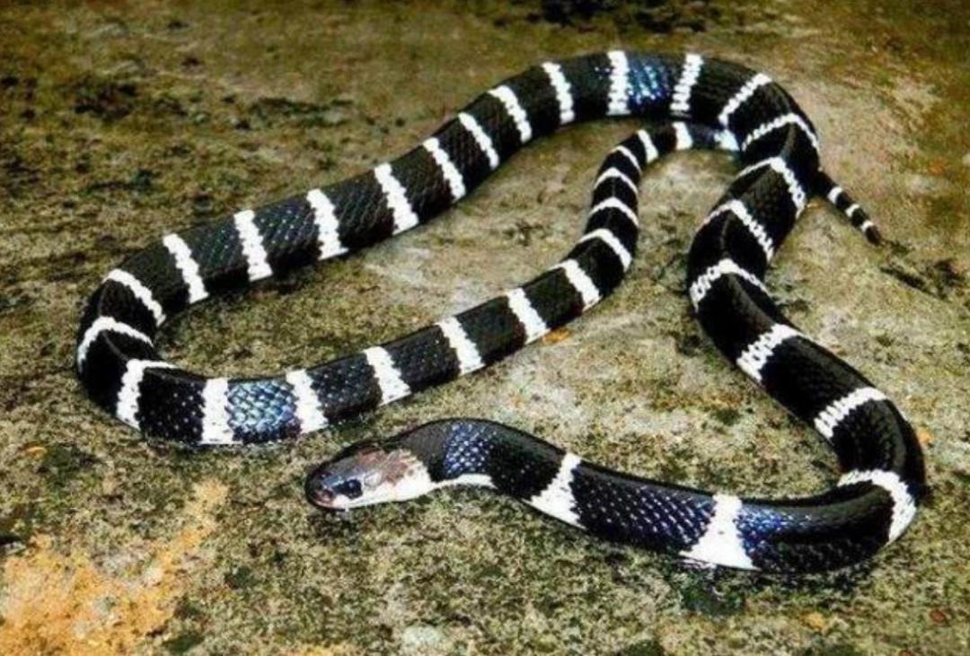 为何蛇类不怕雄黄粉了？蛇最怕什么？这就来解释原因