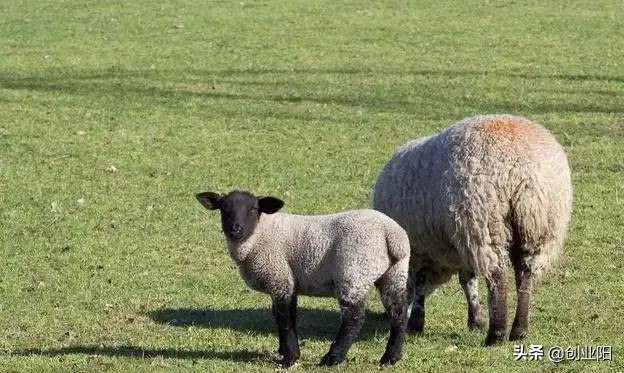 羊胀气一招解决的好办法,羊有点轻微的胀气如何处理