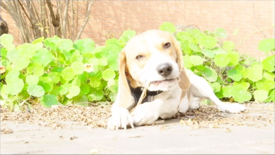 方便竖屏拍摄的4K120帧电影机——ZCAME2