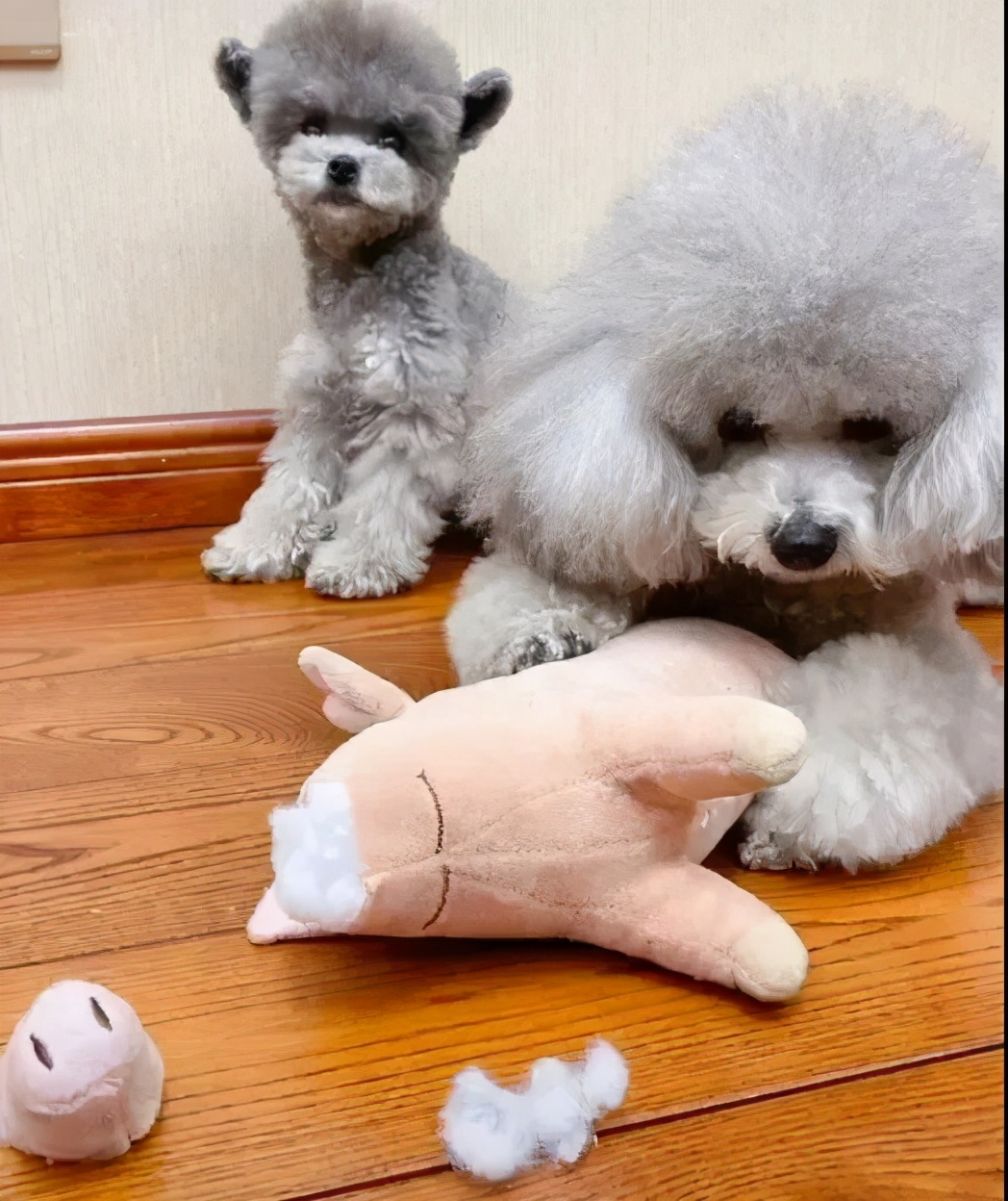 家里数据线被咬,数据线被狗狗咬