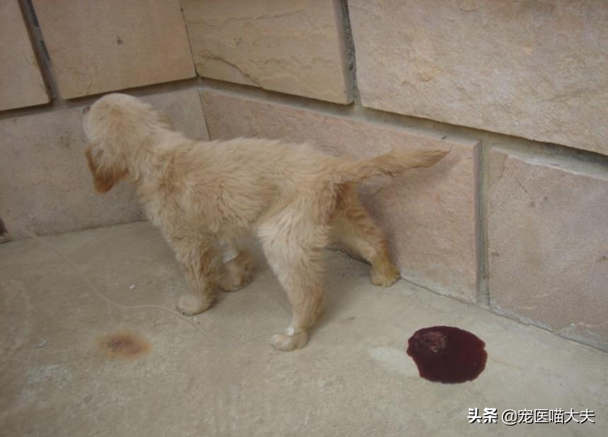 别以为狗狗得了细小就不能治了，其实治疗的关键在这里！
