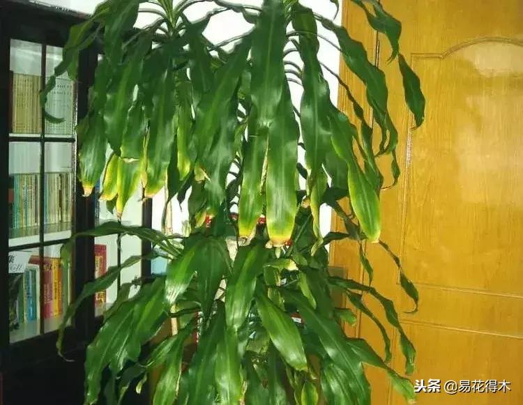 巴西木树的病虫害防治,巴西木霉菌怎么处理