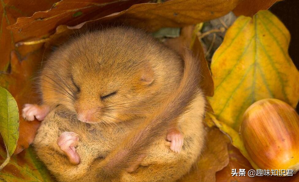 关于女性的趣味冷知识,受不了的趣味冷知识大全