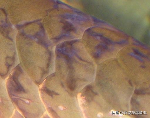 龙鱼大面积蚀鳞,龙鱼大面积烂鳞什么原因