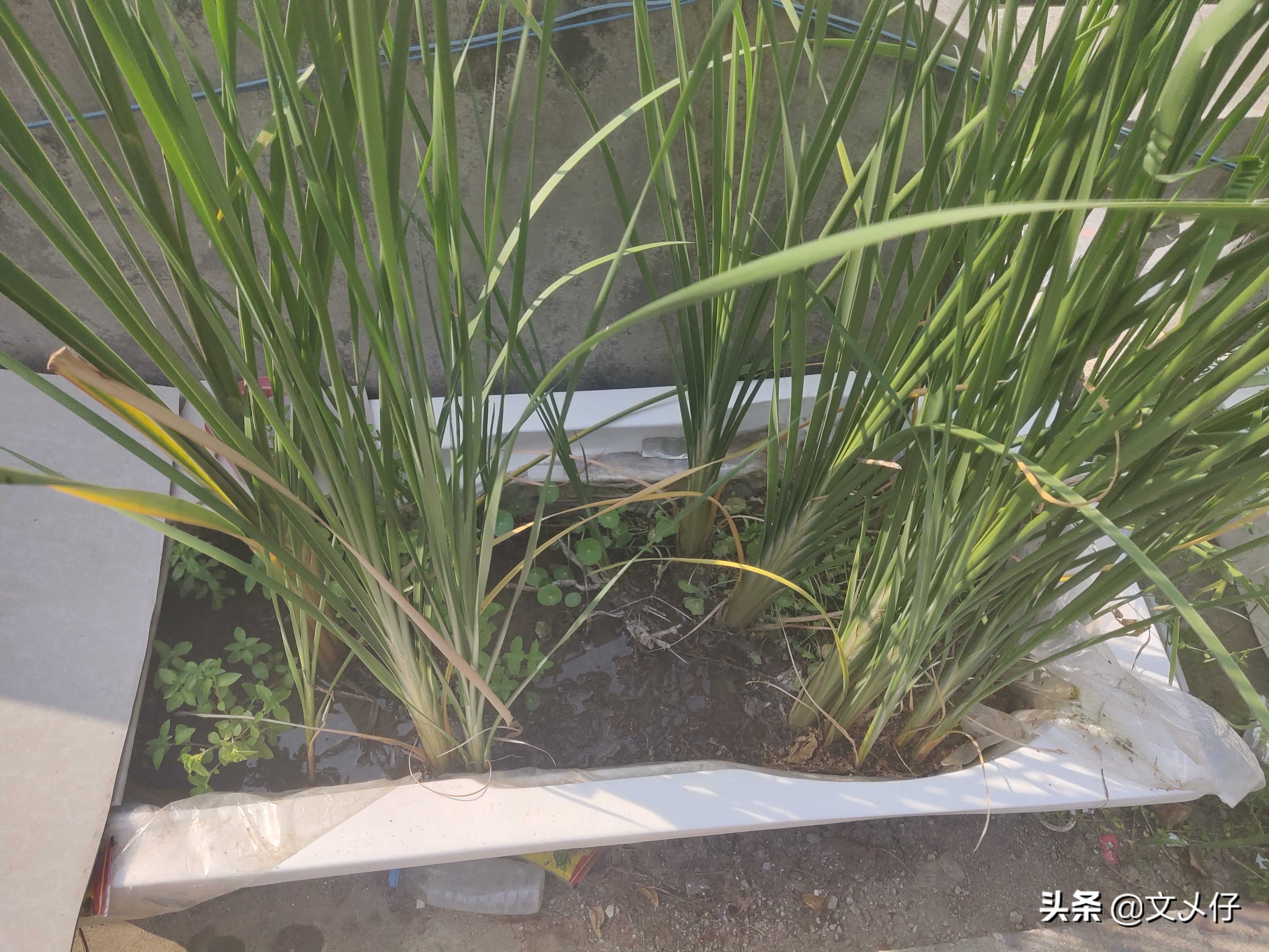 泥水养龟怎么保持水不浑,泥水养龟底泥臭没事吧