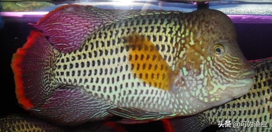 玉面皇冠幼苗鱼养殖技巧,玉面皇冠鱼什么时候起头