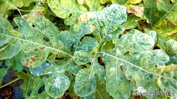 西瓜病虫害防治方法,盆栽西瓜怎么预防虫害