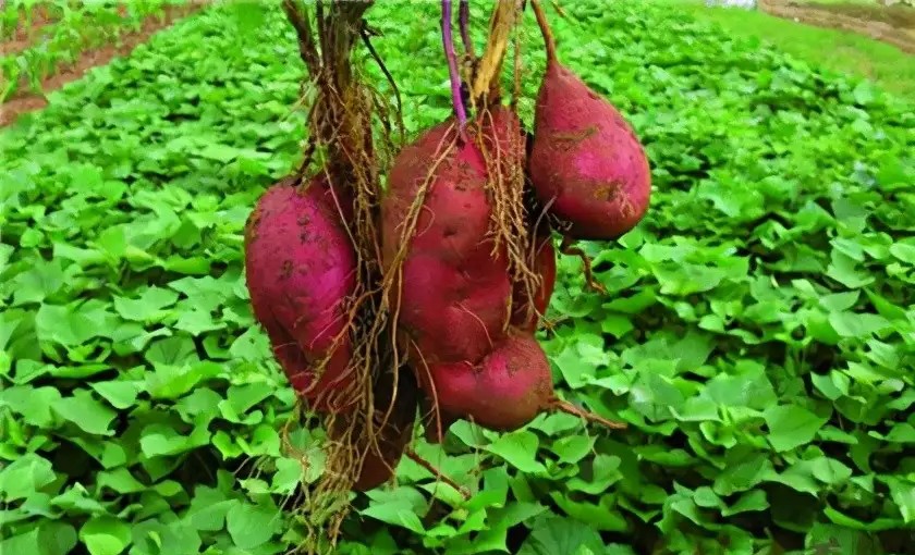 @一两茶叶的鲁西南方言杂谈(一)