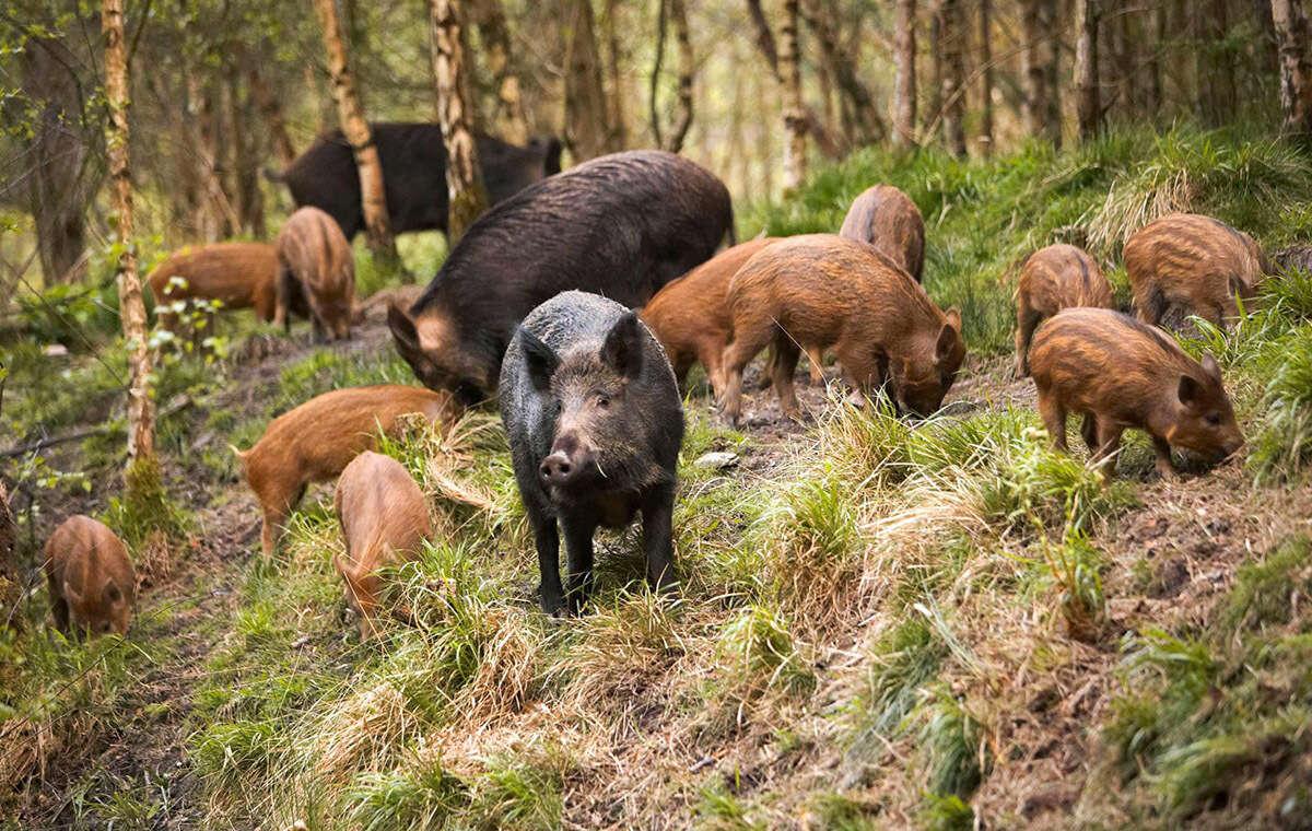 12万头野猪糟蹋农田、危害人类，陕西允许猎杀，野猪末日到了吗？