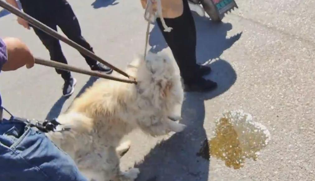 松狮被卖到狗肉馆,河南黑心狗贩子