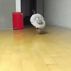 猫咪的魔性走姿,猫咪的十种沙雕动作