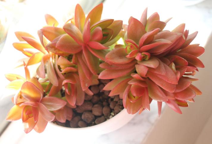 多肉花剑能扦插吗,多肉的花剑可以扦插吗