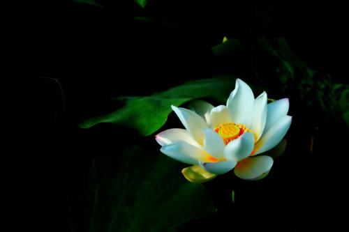 花中君子梅兰竹菊的品质是什么,莲为什么能和梅兰竹菊齐名