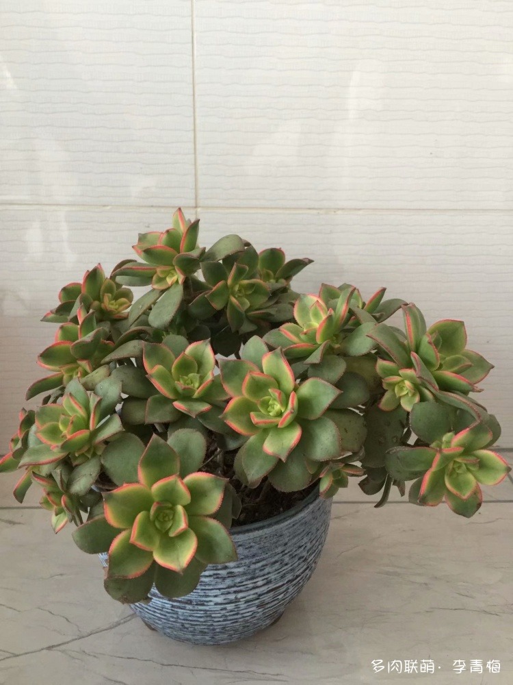 瞧,那个钟情艳日辉的人