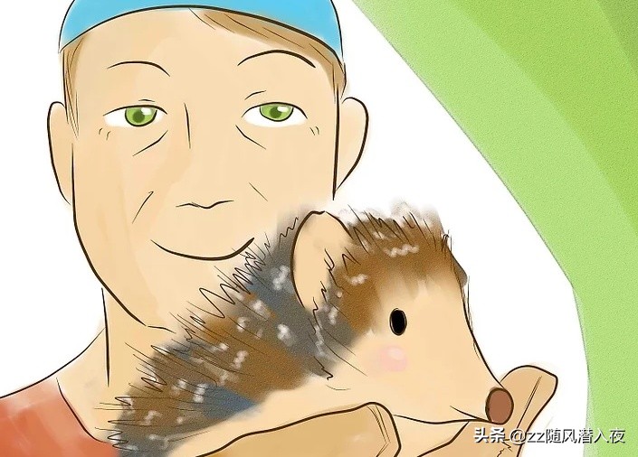 如何饲养一只刺猬