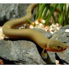 冷门热带小型观赏鱼,简单好养的观赏鱼都有哪些