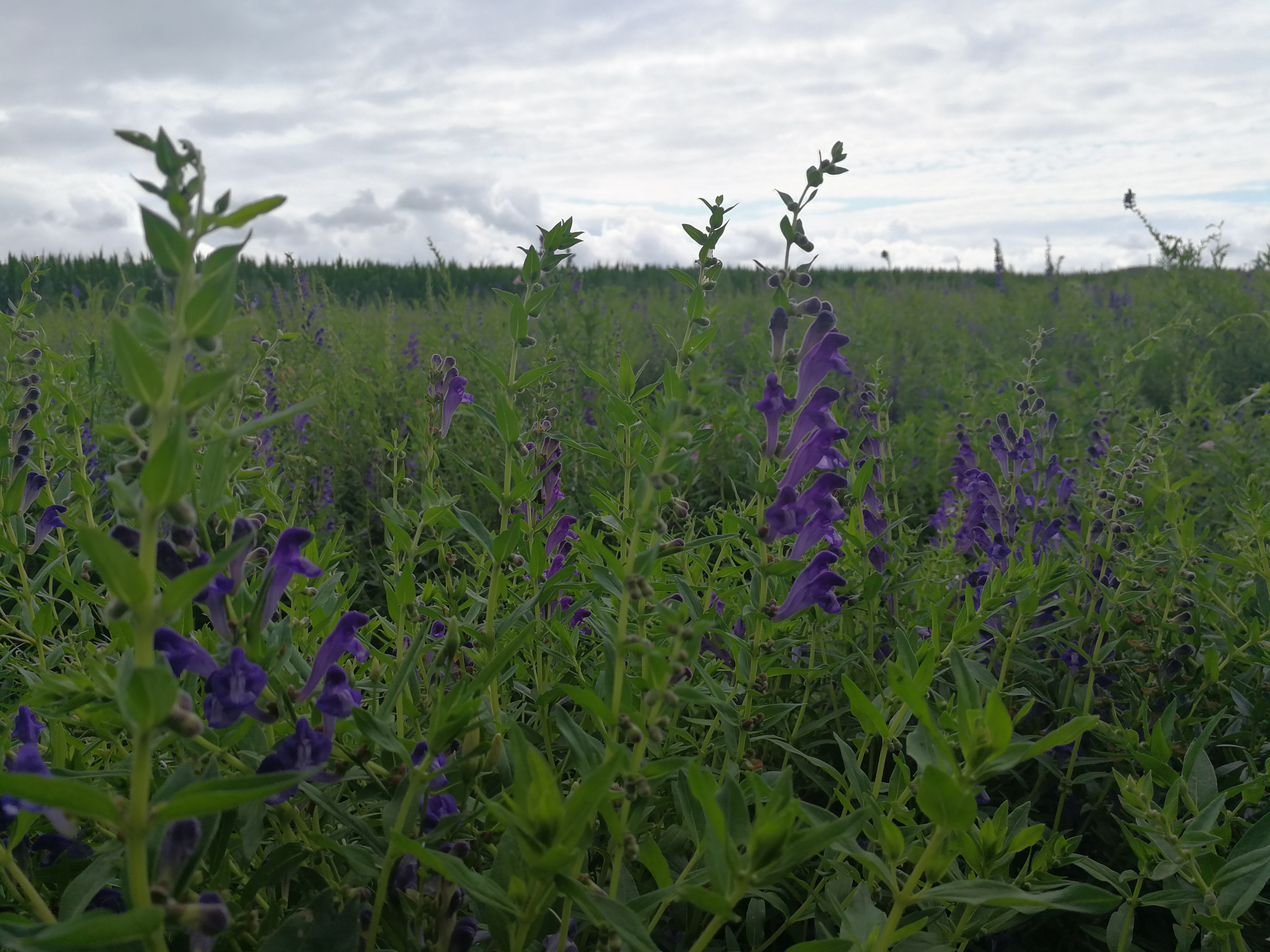 黄芩的中药传说,黄芩种植与效益