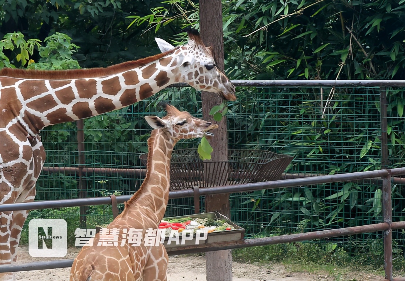 最特别的“百日宴”！小长颈鹿父亲节办派对