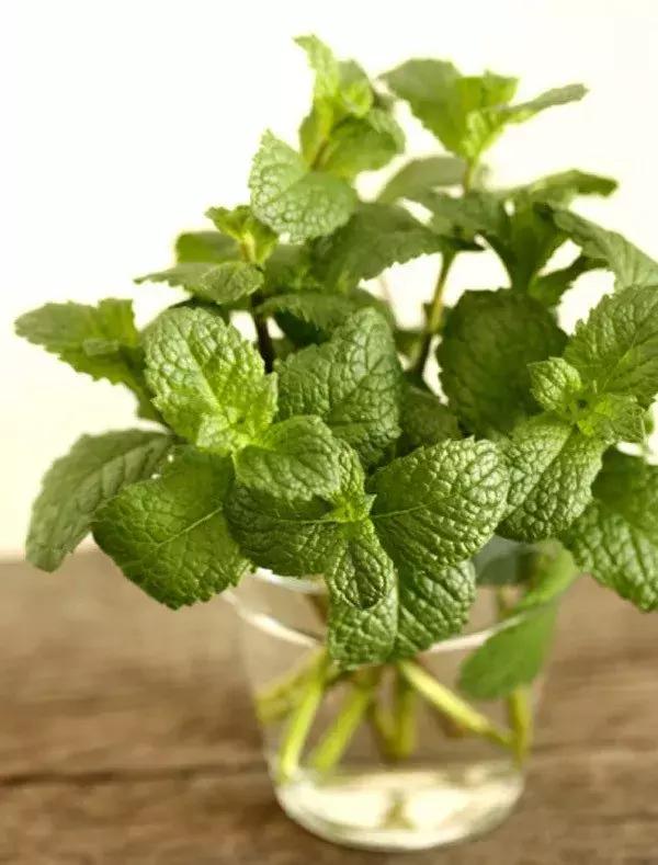 水培绿萝能放桌上吗,桌上水培花草